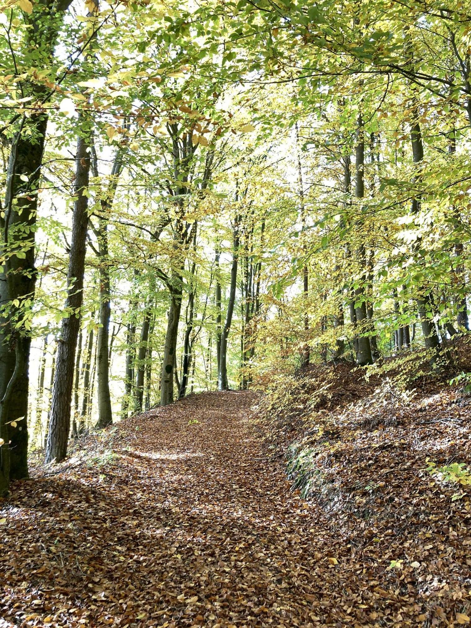 Brunnerhof Urlaub Auf Dem Land Leilighet Hartenstein  Eksteriør bilde